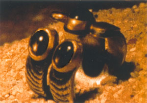 ZOOM (300 x 211)